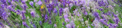 Lavender Field by Helen White